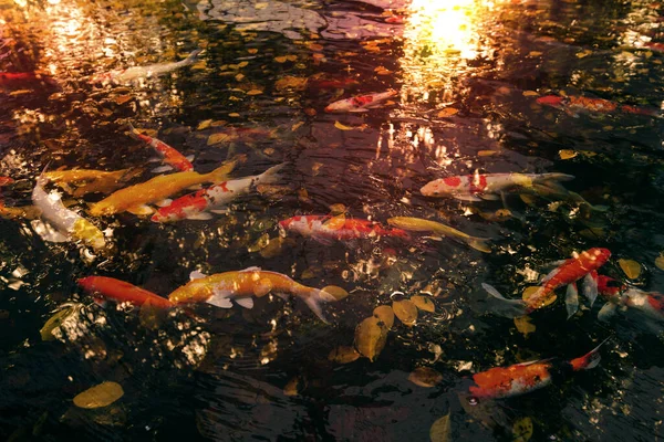 Syksyn Lehdet Vedessä Hieno Karppi Auringonpaiste Oranssi Sävy — kuvapankkivalokuva