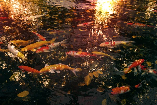 Folhas Outono Água Com Carpa Extravagante Luz Sol Tom Laranja — Fotografia de Stock