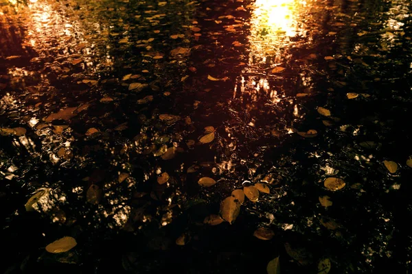 Feuilles Automne Dans Eau Avec Soleil Ton Orange — Photo