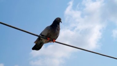 Güvercin kabloda dengelendi.