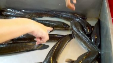 Taze çizgili yılan başlı balıklar Tayland 'da bir pazarda ticaret yapıyorlar.