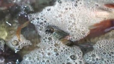 Tayland 'da bir pazarda taze tilapia balığı