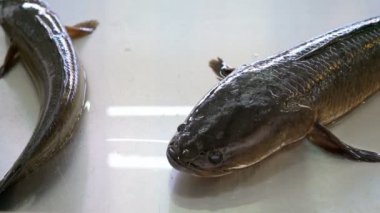 Tayland 'da bir markette taze çizgili yılan başlı balık.