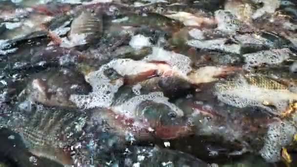 Świeże Ryby Tilapia Targu Tajlandia — Wideo stockowe
