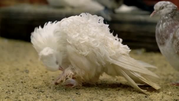 Dos Frisé Blanc Pigeon Bouclé Nettoie Les Plumes — Video