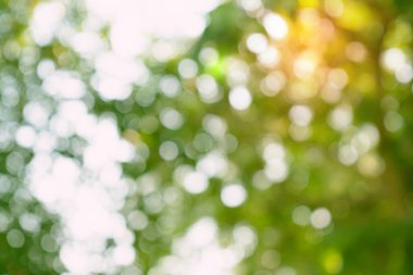 Doğal yeşil bokeh soyut arkaplan, bulanık doku