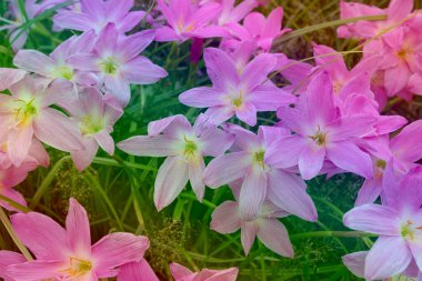 Zephyranthes görkemli flora deseni, eğim rengi 