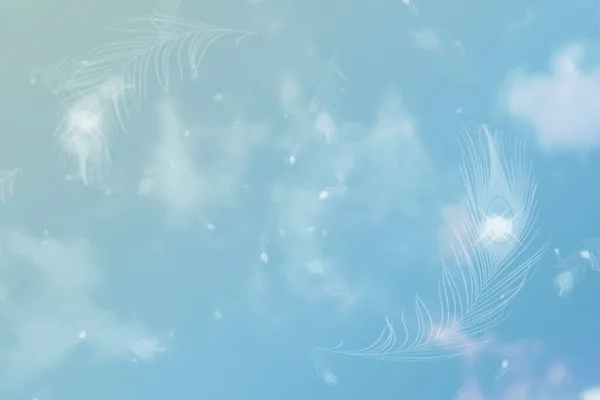 蓝天上的飞鸟 孔雀羽毛背景下的太阳 — 图库照片
