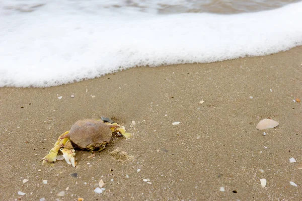 Death Crab Beach Sand — Stock Photo, Image