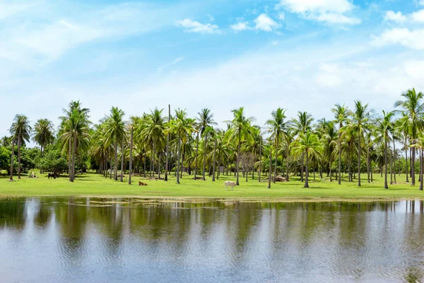 Coconut Farm Reflection Bright Sky Background — Stock Photo, Image