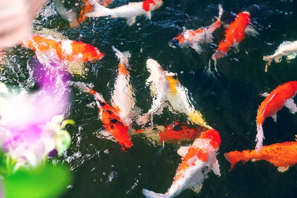 Ikan Mas Yang Cantik Kolam — Stok Foto