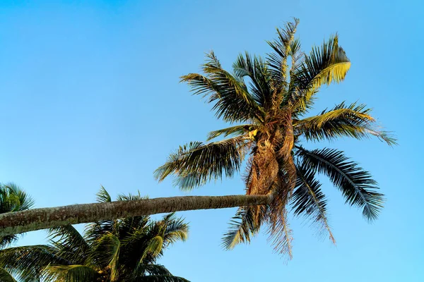 Kokosový Strom Ohyb Modrou Oblohou — Stock fotografie