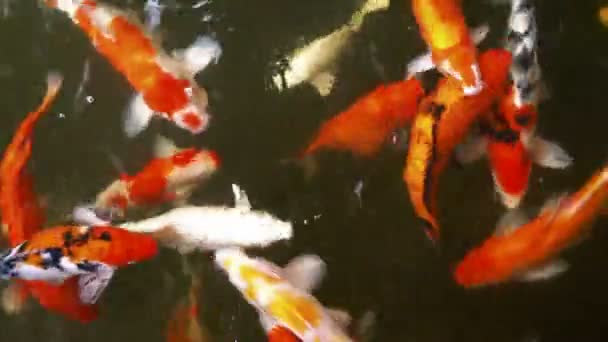 Nutrire Pesci Carpa Fantasia Nello Stagno — Video Stock
