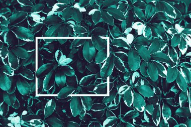 Doğa konsepti için beyaz çerçeveli yeşil yapraklar, Dwarf Şemsiye Ağacı veya Schefflera arboricola