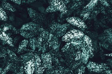 Yeşil yapraklar arkaplan, yaprak rengi ton koyu