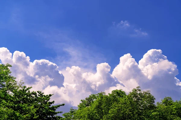 Felhős Kék Fával — Stock Fotó