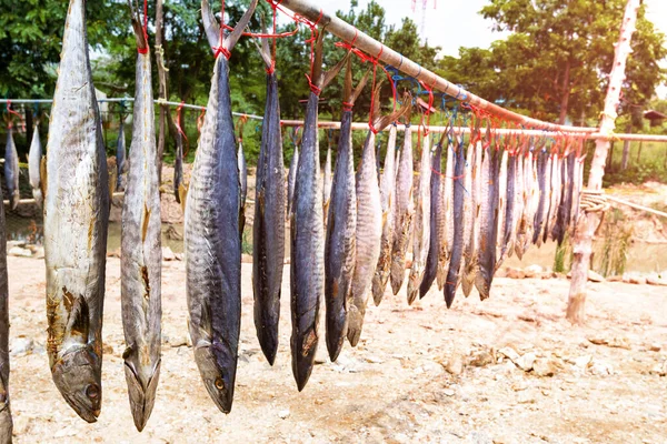 King mackerel dried fish, salted fish