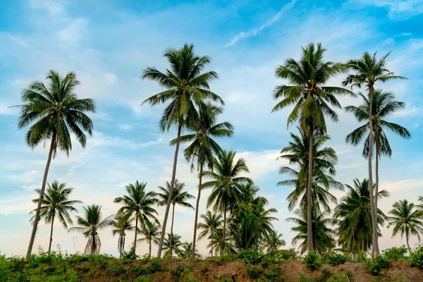 Kokosová Palmová Plantáž Modrou Oblohou Thajsku — Stock fotografie