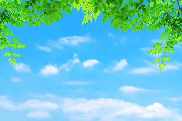 Groene Bladeren Patroon Met Wazig Blauwe Lucht Witte Wolk Achtergrond — Stockfoto