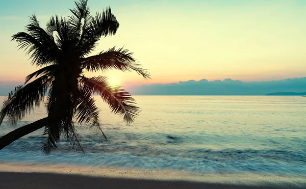 Mar Verano Con Palmera Atardecer Espacio Copia Concepto Cielo Relajante —  Fotos de Stock