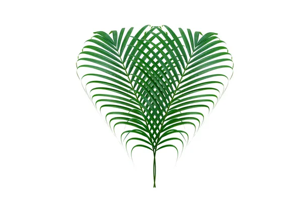 Zelené Listy Vzor Vějířovité List Palmy Izolované Bílém Pozadí — Stock fotografie