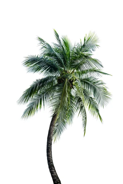 Gröna Blad Palm Kokos Träd Böjning Isolerad Vit Bakgrund — Stockfoto