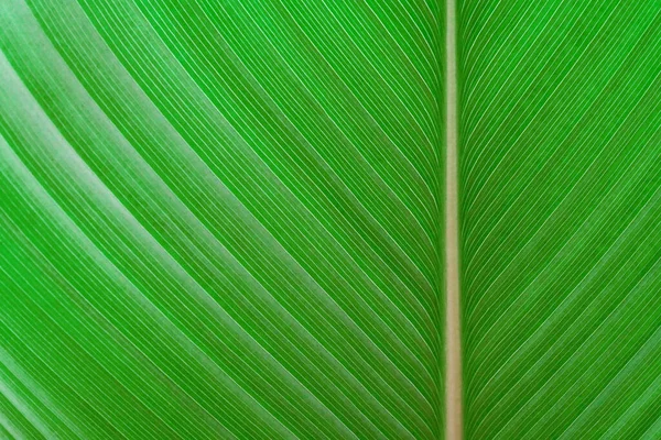 Textura Hojas Verdes Hoja Tropical Para Fondo Natural —  Fotos de Stock