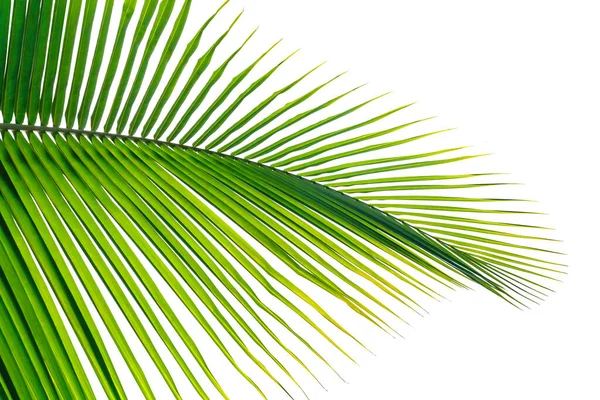 Yeşil Yapraklar Beyaz Arkaplanda Izole Edilmiş Yaprak Palmiyesi — Stok fotoğraf