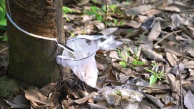 plastik torbaya akan lastik lateks damlası 