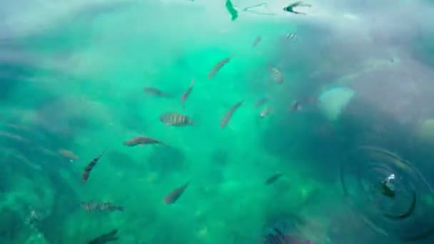 Tampilan Atas Dengan Banyak Ikan Pada Permukaan Air Beriak — Stok Video