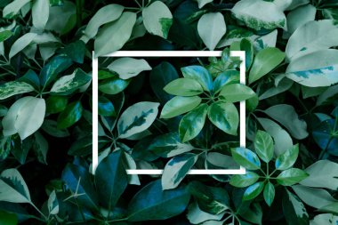 Doğa konsepti için beyaz çerçeveli yeşil yapraklar, Dwarf Şemsiye Ağacı veya Schefflera arboricola