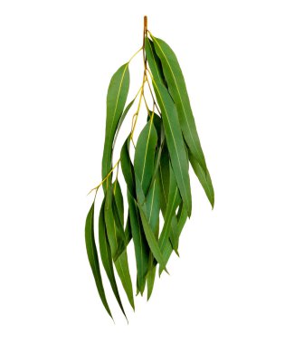 Yeşil yapraklar, okaliptüs ağacı beyaz arka grubunda izole edilmiş.