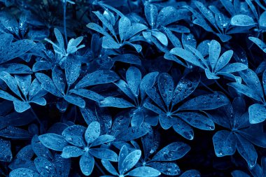 Teal yaprakları desen, yaprak Dwarf Şemsiye Ağacı ya da Schefflera Arboricola Bahçede