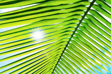 Yeşil yapraklar desen, yapraklı palmiye ağacı güneş ışığı