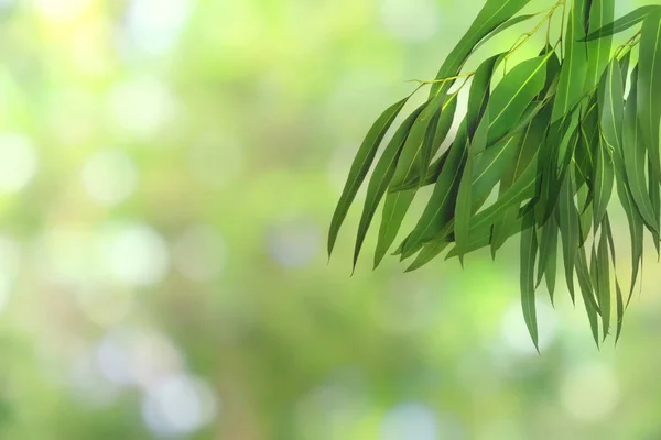 Візерунок Зеленого Листя Концепції Літнього Або Весняного Сезону Лист Eucalyptus — стокове фото