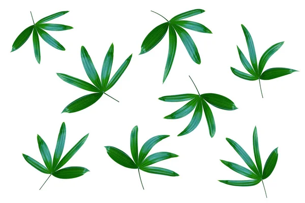 Grüne Blätter Muster Blatt Palme Isoliert Auf Weißem Hintergrund — Stockfoto