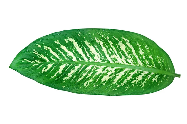 Green Leaves Pattern Dumb Cane Foliage Isolated White Background Leaf — Foto Stock