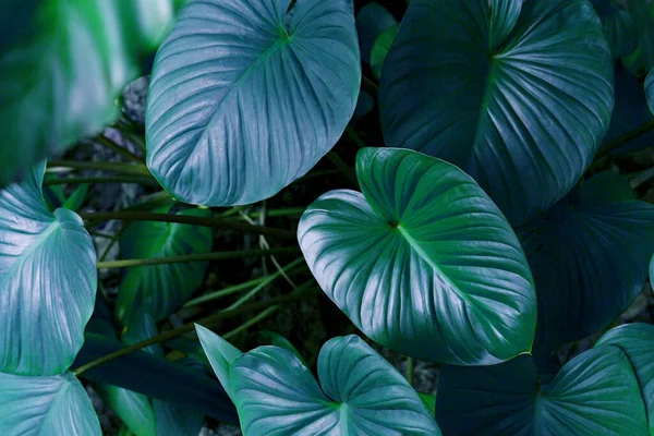 Patrón Hojas Verdes Para Concepto Naturaleza Hoja Homalomena Rubescens Fondo —  Fotos de Stock