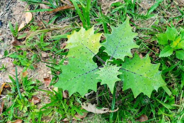 Grünes Blättermuster Von Auberginen Oder Solanum Ferox Garten — Stockfoto