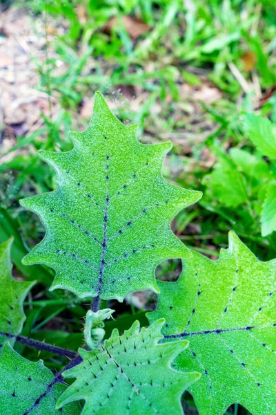 Padrão Folhas Verdes Berinjela Peludo Fruited Solanum Ferox Jardim — Fotografia de Stock