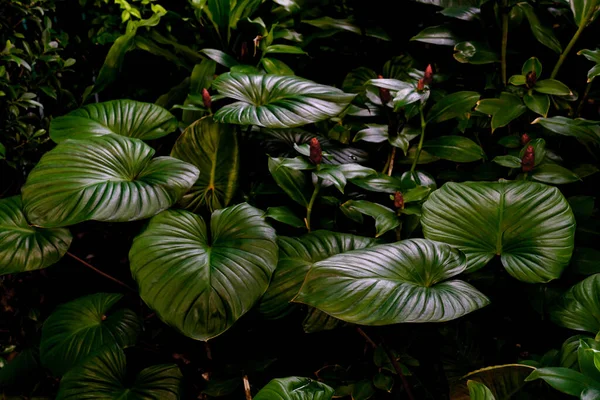 Patrón Hojas Verdes Para Concepto Naturaleza Hojas Homalomena Rubescens Cheilocostus —  Fotos de Stock