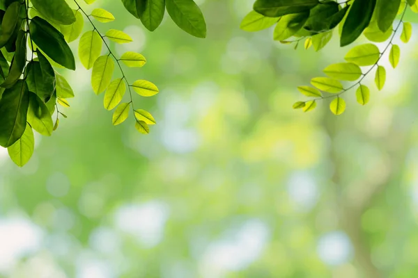 Візерунок Зеленого Листя Концепції Літнього Або Весняного Сезону Лист Текстурованим — стокове фото