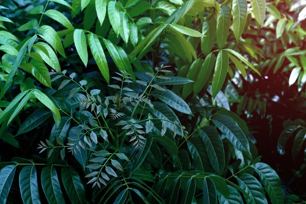 Grüne Blätter Muster Für Natur Konzept Blatt Texturierten Hintergrund — Stockfoto