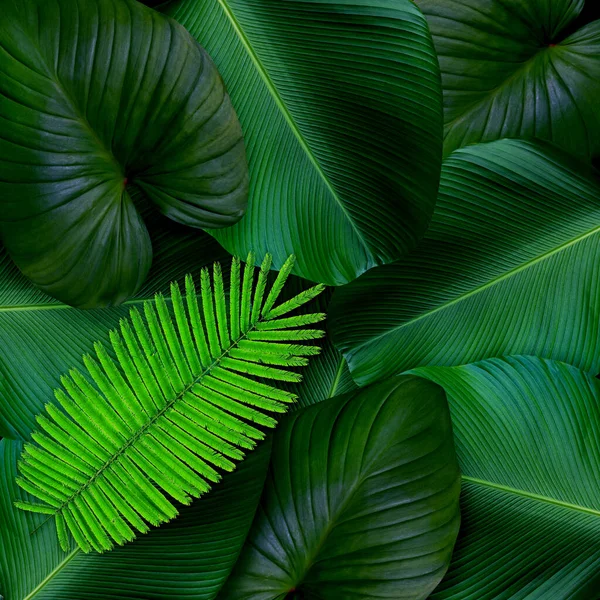 Zelené Listy Vzor Pro Přírodu Koncept Tropické Listy Texturované Pozadí — Stock fotografie