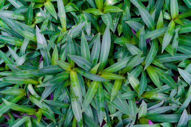 Yeşil yapraklar, yaprak Tradescantia spathacea veya tekne zambağı, şelaledeki mum zambağı