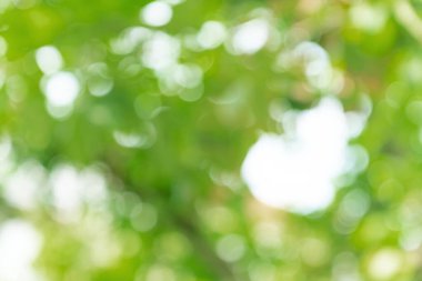 Doğal yeşil bokeh soyut arkaplan, bulanık doku