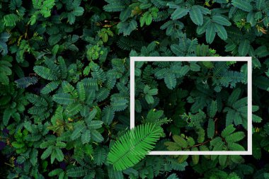 Doğa konsepti için beyaz çerçeveli yeşil yapraklar desen, tropikal yaprak desenli arka plan