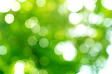 Doğal yeşil bokeh soyut arkaplan, bulanık doku