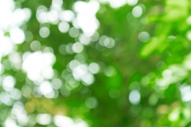 Doğal yeşil bokeh soyut arkaplan, bulanık doku