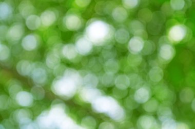 Doğal yeşil bokeh soyut arkaplan, bulanık doku